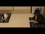 Un chat et un lapin compagnons de jeu