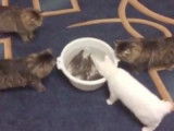 La réaction de chats devant une dizaine de poissons