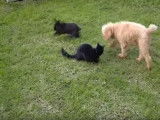 Un caniche, un lapin et un chat