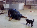 Un qui chaton ne se laisse pas intimider par un Rottweiler