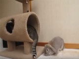 Quand un chat s'amuse avec un lapin