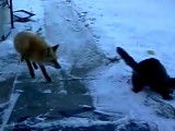Un chat tient un renard en respect !