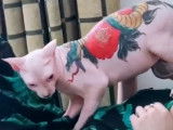 Une nouvelle tendance : tatouer les chats Sphynx