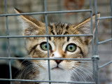 Protection des animaux : législation et droit des animaux
