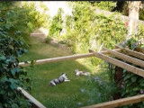 Moments de jeux entre chien et chat
