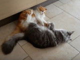 Chat Norvégien et Chat Maine Coon, un air de famille