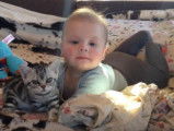 Un chaton American Shorthair collé à un bébé