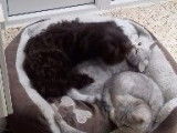 Des chats American Wirehair partagent leur panier avec un Bichon Bolonais