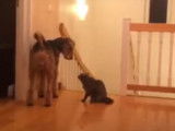 Une amitié se créé entre un chat et un Airedale Terrier