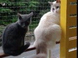 Un chaton Chartreux suit un Ragdoll