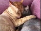 Séance câlin entre deux German Rex