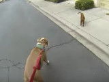 Un Bengal part en balade avec un Pitbull