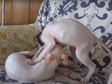 Deux chatons Donskoy s'amusent