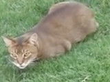 Un Chausie joue avec un chien