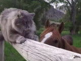 Un Maine Coon part en vacances