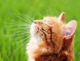 Un chat roux tigré assis dans l'herbe