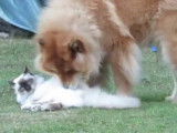 L'amitié entre un chat Birman et un chien Eurasier