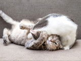 Deux chats en train de se bagarrer