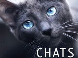 «  Chats : Portraits atypiques » (Julia Bénard, 2020)