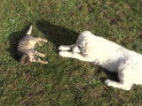Un chiot Kuvasz et un chat s'amusent