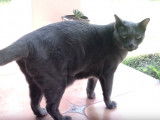 Des oiseaux chassent un Korat du jardin