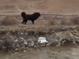 Rencontre entre un Dogue du Tibet et un Léopard des neiges