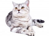 Vivre avec un chat adulte : 8 règles d'or