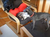 Un Italian Greyhound, un British Shorthair et un autre chat