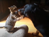 Un Rottweiler et un Bengal jouent ensemble