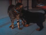 Un chiot Rottweiler avec un Bengal