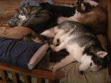 Trois Husky Sibérien et un Maine Coon font la sieste