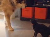 Un Malamute d'Alaska et un chat très complices