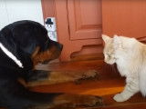 Moment de vigoureuse tendresse entre un Rottweiler et un Maine Coon