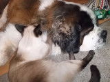 Un Saint-Bernard se fait masser par un Siamois