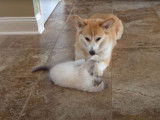 Un Welsh Corgi Pembroke joue avec un chaton Ragdoll
