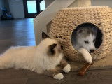 Un chiot Husky Sibérien élevé avec un chaton Ragdoll