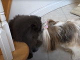 Un Shih Tzu veut jouer avec un Persan