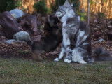 Un chiot Shih Tzu avec un gros chat Maine Coon