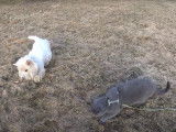 Un Westie et un British Shorthair prennent l'air