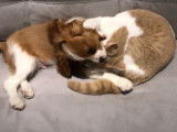 Un chiot Cavalier King Charles et un chat British Shorthair