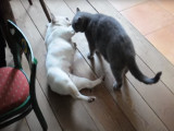 Un chien Bouledogue Français avec un chat British Shorthair