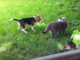 Cohabitation entre un chien Beagle et un chat British Shorthair
