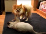 Un chien Pomchi et un chat Siamois jouent ensemble