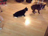 Un chien Boston Terrier et un chat Manx s'amusent ensemble
