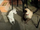 Un chiot Jack Russel avec un Siamois