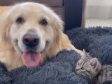 Quand un chaton squatte le coussin d'un Golden Retriever