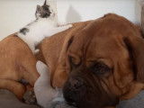 Un Dogue de Bordeaux et son meilleur ami chaton