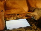 Un chien et un chat jouent avec une tablette