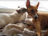 Un Basenji et un chat sont très complices