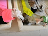 Deux Galgos Espagnols partent en pique-nique avec un Sphynx